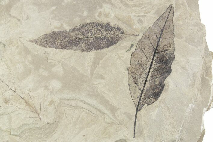 Plate of Eocene Fossil Leaves (Allophylus) - Utah #356142